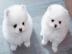 MINI POMERANIAN ZWERGSPITZ BOO WELPEN