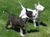 Nette und intelligente Bullterrier Welpe