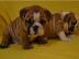 English Bulldog - Englische Bulldogge We