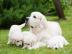 Golden Retriever Welpen