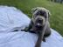 American Welpen Blue-Line Pit Bull Terri