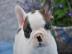 Franz�sisch Bulldogge-Welpen, ( 3 H�ndin