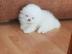 Traumhafte Pomeranian Welpen