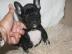 Franz�sisch Bulldogge Welpen. 