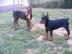 Sch�ne reinrassige Dobermannwelpen