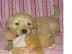 Golden Retriever Welpen zur Annahme
