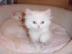 Sch�ne Perserkatze