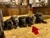 Cane Corso Welpen mit Ahnentafel