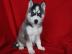 Siberian Husky Puppies Blaue Augen berei