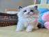 Ragdoll-K�tzchen mit Stammbaum