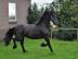 liebevolle Friesian Wallach