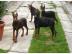 Dobermann Welpen, reinrassig,