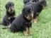 Reinrassig Rottweiler welpen mit ADRK Pa