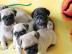 Sehr liebe und sch�ne Mops welpen zu ver