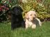 ++Mini-Retriever Welpen ein Traum in kle