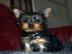 Yorkshire Terrier Yorki Welpen