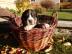 Grosser Schweizer Sennenhund mit Papiere