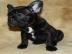 Franz�sische Bulldogge-Welpe (H�ndin)