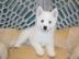 Liebevolles Pomsky Welpen mit Papieren w