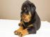 Rottweiler WhatsApp (+49 1577 5146118)