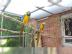 4 Monate alt Gelbbrustara mit K�fig und