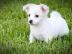 Mini Chihuahua Welpen (Weibchen/ R�den)