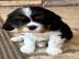 Cavalier King Charles Spaniel Welpen abz