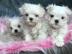 Super MINI Maltese Puppies whatsapp numb