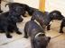 Staffordshire Bullterrier R�den und weib