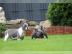 S??e Franz?sische Bulldoggen Welpen