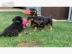 Zuckers??en Rottweiler Welpen abzugeben