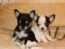 Reinrassige Chihuahuawelpen zu verkaufe