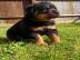 Super Rottweiler-Welpen suchen ein gutes