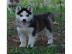 Riesen Siberian Husky Welpen