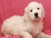 Gesunde Golden Retriever Welpen. 