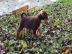 Appenzeller Sennenhund FCI Papiere