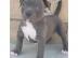 American Pitbull welpen
