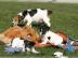 Jack Russell Welpen zur Annahme
