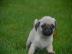 Mops welpen(200)