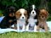 Cavalier King Charles Spaniel Welpen ber