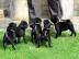 Wundersch�ne Mini Mops Welpen Schwarz Un