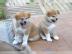 Akita Inu H�ndin mit Zucht- und Showpote