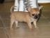 Zucker MINI CHIHUA.  BabYs dringend abzug