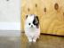 Reinrassige Zwergspitz Pomeranian Welpen