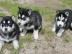 Reinrassige siberian huskyBabys suchen e