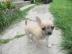 Spenden meine Chihuahua