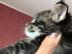 Wundersch�ne Maine-Coon-Katzen abzugeben