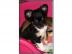Wundersch�ne mini  Chihuahua-Welpen abzu