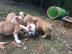 Englisch Bulldoggen Welpen