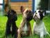 Wundersch�ne Franz�sisch Bulldogge Welpe